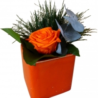 Color Pot - Orange